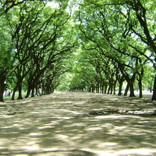 The parks of Palermo, Buenos Aires